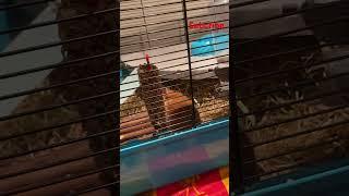 Hamster goes crazy!!!! #funny #hamster #trendingshorts #music #fypシ゚viral #sonic #skibiditoilet