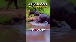 사자가 버팔로 사냥을 포기한 이유 - 위협 회피 전략