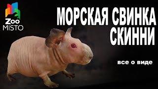 Морская Свинка Скинни - Все о виде грызуна | Вид грызуна - Морская Свинка Скинни