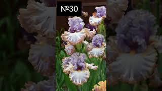 #iris #garden #flowers #floriculture #perennial #plants #bloom #beautiful #botany #цветы #ирис #сад