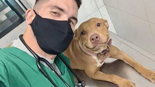 Funny Dog are Vet's Best Patient  Funniest Dog Reaction