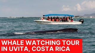 Whale Watching Tour in Uvita Costa Rica