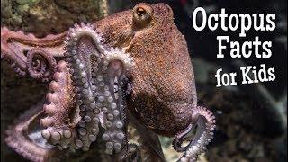 Octopus Facts for Kids