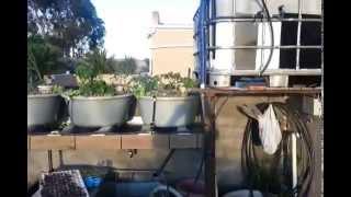 Backyard Aquaponics System - Cape Town South Africa