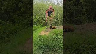 New Tree Growth  #woodland #Treeplanting #nativetrees #summer #cats #adventure #wow #permaculture
