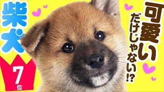 No.7 Shiba inu ️ TOP100 Cute Dog Breeds Video