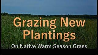 Grazing New Plantings of Native Warm Season Grass (2nd Growing Season)