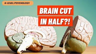 Hemispheric Lateralisation & Split-Brain Research | Biopsychology | AQA Psychology