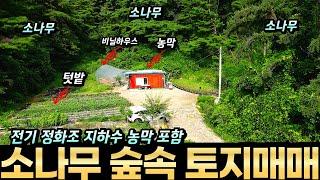 농막 전기 지하수 정화조 비닐하우스 모두 설치된 충주 부동산 충주 토지매매 소나무 숲속 아무 방해 없이 자연인처럼 지낼 수 있는 계획관리 밭 304평 주말농장 나만의 휴식 공간