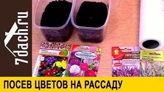 Посев цветов на рассаду: лаванда, примула, эустома, гвоздика Шабо - 7 дач