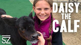 Meet Daisy the Ranch Calf