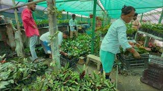 plants packing hudai xa aju , Assam daki Costomer aipughyo #dailyvlog  #nursery @meerasharma1333