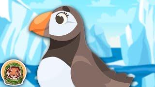 Meet The Puffin! | Animal Songs For Kids | KLT WILD