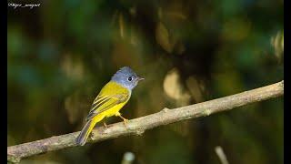 Grey-headed Canary-Flycatcher (Culicicapa ceylonensis) - with original call