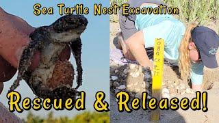 Turtle Nest Excavation Jupiter, FL