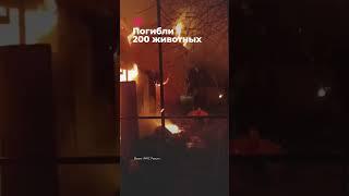 200 животных сгорели в зоопарке в Евпатории #shorts