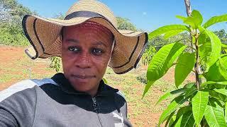 TOUR OF MY KEITT, HEIDI & SHELLY MANGO TREES PLUS DISCOVERING BUGS | MANGO FARMING IN ZAMBIA.