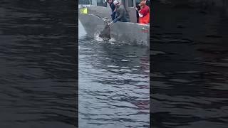 Halibut rodeo #halibut #sitka #alaska #fishingvideo #sitkaalaska #fishing