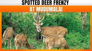 Hundreds Of Spotted Deer Grace Mudumalai Tiger Reserve | News9 | Nilgiris