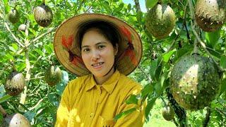 Harvesting Soursop and go to the Market to sell - Puffed Rice Party with Children in the Village