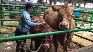 RESUMEN DIA 1 XXXVI Feria Agroganadera de Trujillo 2019 y IV SALÓN DE LA CARNE DE CALIDAD