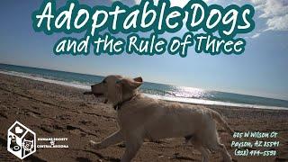 Adoptable Dogs and the Rule of Three