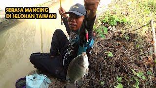 Mancing Di Selokan Kecil Pinggir Jalan Raya Dengan umpan lumut