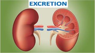 Excretion - quiz