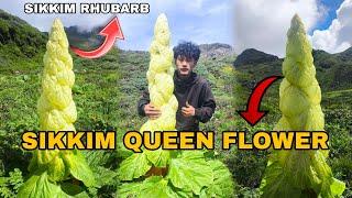 SIKKIM QUEEN FLOWER [ YAK HOT  EXPLORING]  #sikkim #queen #flower @SikkimMotoVlogger