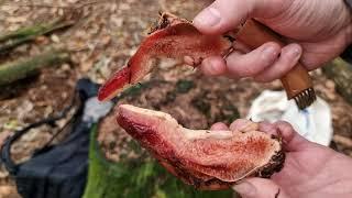 Eating Raw Beefsteak Mushroom (Fistulina hepatica)