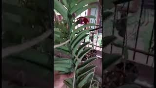 How amazing to grow orchids propagate plant. Doll orchid @Parna Orchid Gardening