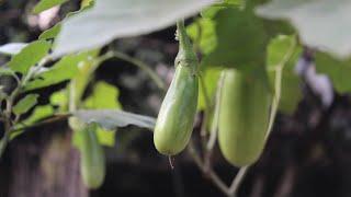 Grow Brinjal in your flat balcony or terrace | बैंगन उगाएं घर पर आसानी से