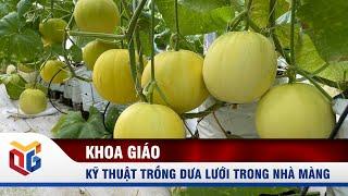 Kỹ thuật trồng dưa lưới trong nhà màng | QTV