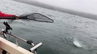 Big Salmon Duxbury Reef June 27, 2018