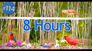 TV for Cats 8 Hours of Birds  Uninterrupted CatTV Episode 114