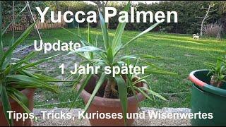 Yucca Palme schneiden - Fazit Update 1 Jahr später Palmen vermehren - Ableger ziehen