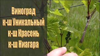 Виноград киш-миш Красень и К-ш Уникальный и к-ш Ниагара как перезимовали!