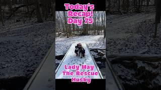 Winter hikes with Lady May The Rescue Husky! Day 75 #healing #rescuedog #dogmom #dogshorts #dogvideo