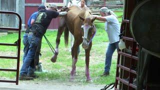 Rising costs for the Roanoke Valley Horse Rescue