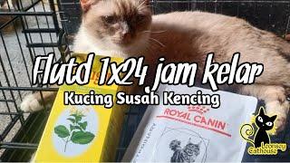 kucing susah kencing (flutd) begini solusinya