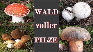 Ein WALD voller PILZE 