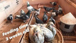 Feeding Pigeons During Breeding | Update On 2021 Young birds