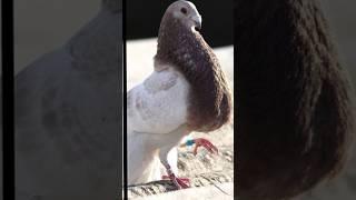 Top 10 beautiful piegons in the world #pigeon #viral #shortsfeed #shorts