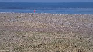 Blakeney Point Live Seal Cam _ Get up close to Wildlife with the National Trust