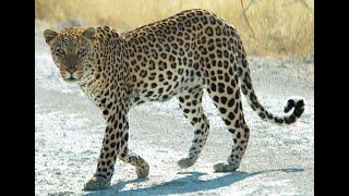 life of africa episode 2 african leopard