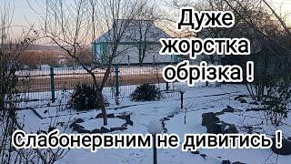 Як правильно обрізати та формувати мигдаль. Ефективна обрізка. Чудовий, стійкий сорт! Не вкриваю!