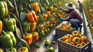 Farmers Harvest And Process Billions Of Chilies, Along With Many Other Fruits And Vegetables