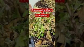 Saving Mums For Next Year! #overwintering #mums #chrysanthemums #frugal #budget #shorts #ladybug