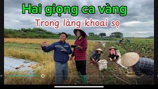 Hai giọng ca vàng trong làng trồng khoai sọ (văn nghệ là món ăn tinh thần của bà con nơi đây .