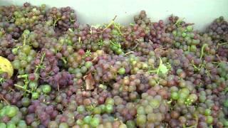 Harvest:  In the Gewurztraminer vineyards